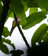 Image of Black-throated Trogon