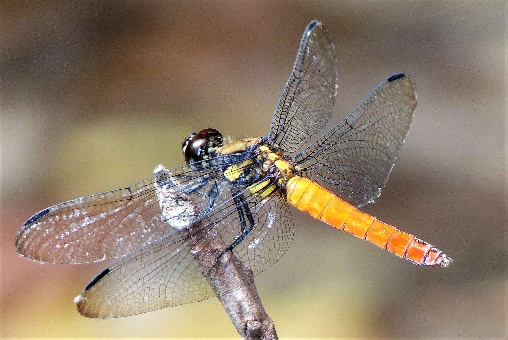 Image of Lyriothemis bivittata (Rambur 1842)