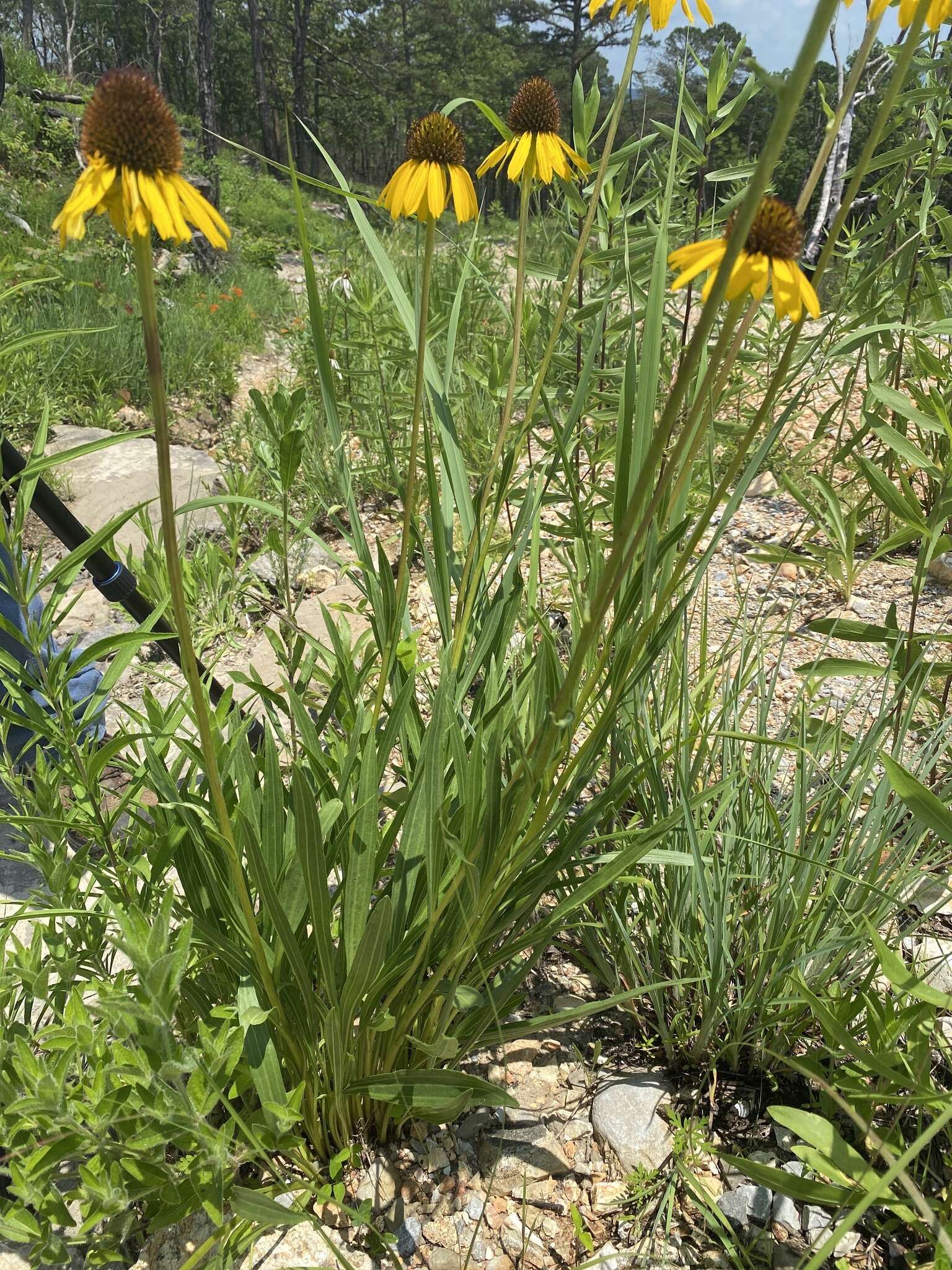 صورة <i>Echinacea <i>paradoxa</i></i> var. paradoxa