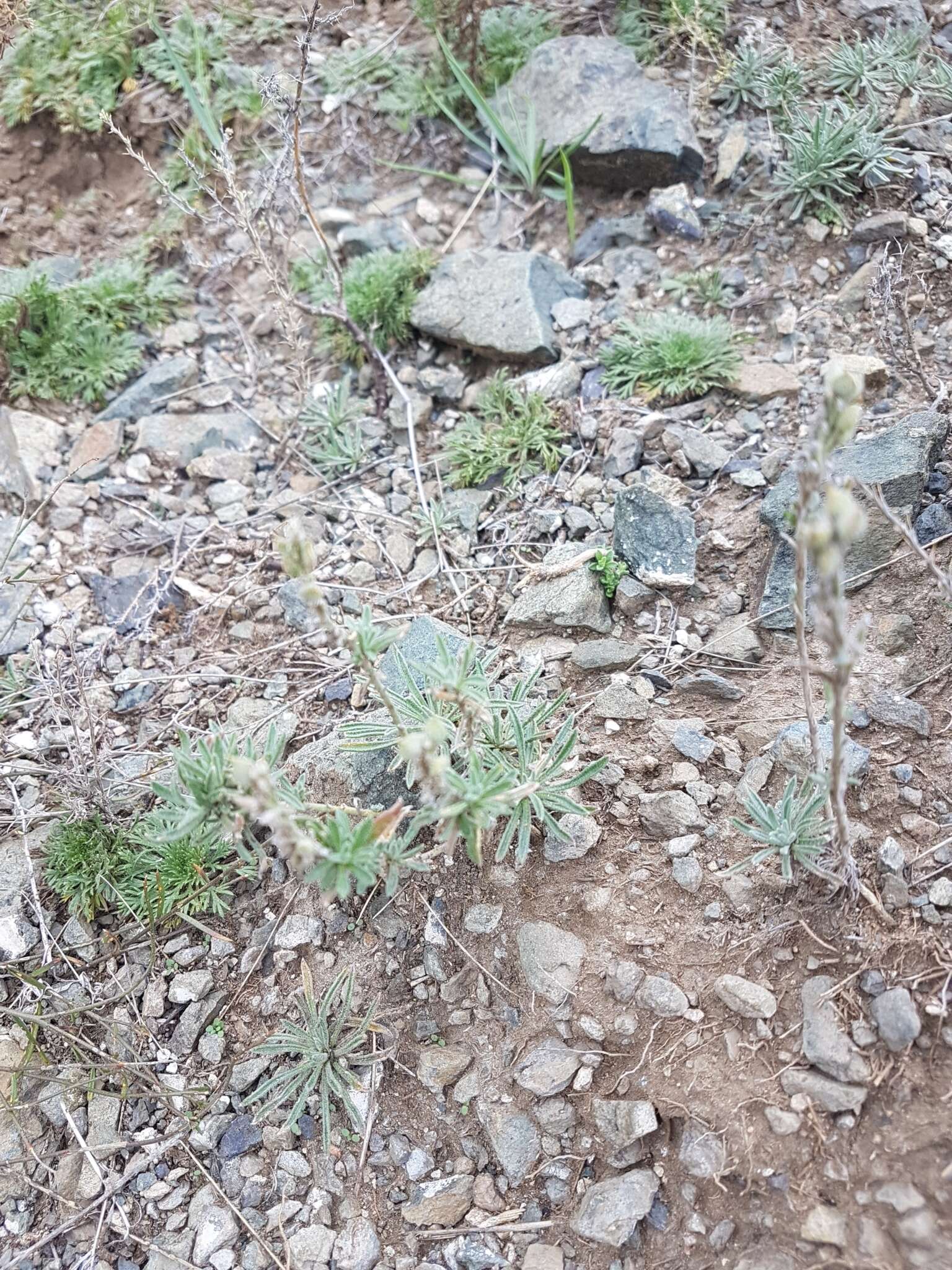 Image of Alyssum tenuifolium Stephan