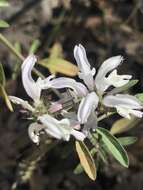 Image of lemon beebalm