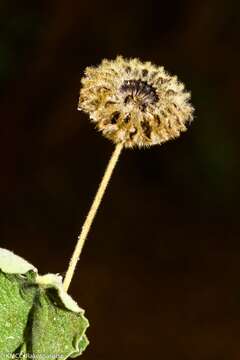 Imagem de Abutilon guineense (Schumach.) E. G. Baker & Exell