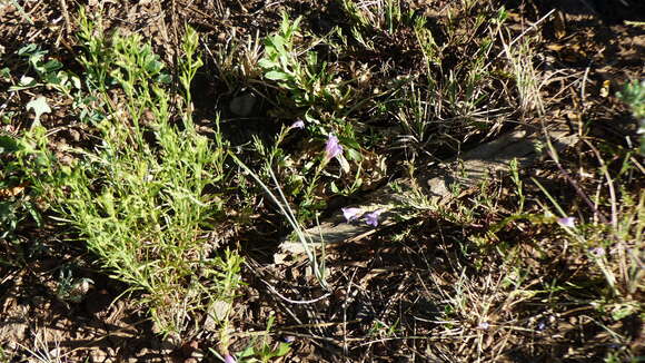 Plancia ëd Penstemon linarioides A. Gray