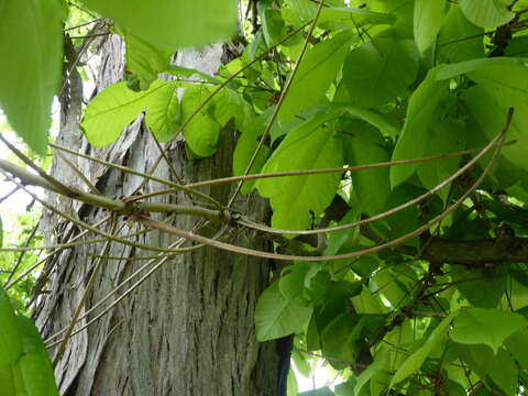 Image of shellbark hickory