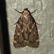 Image of Grease Moth