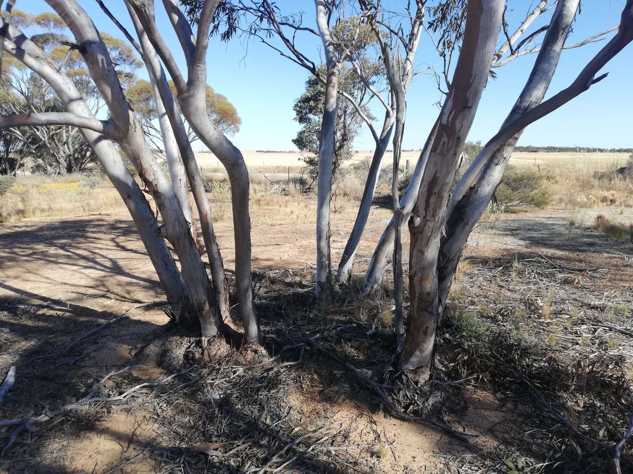 Слика од Eucalyptus wubinensis L. A. S. Johnson & K. D. Hill