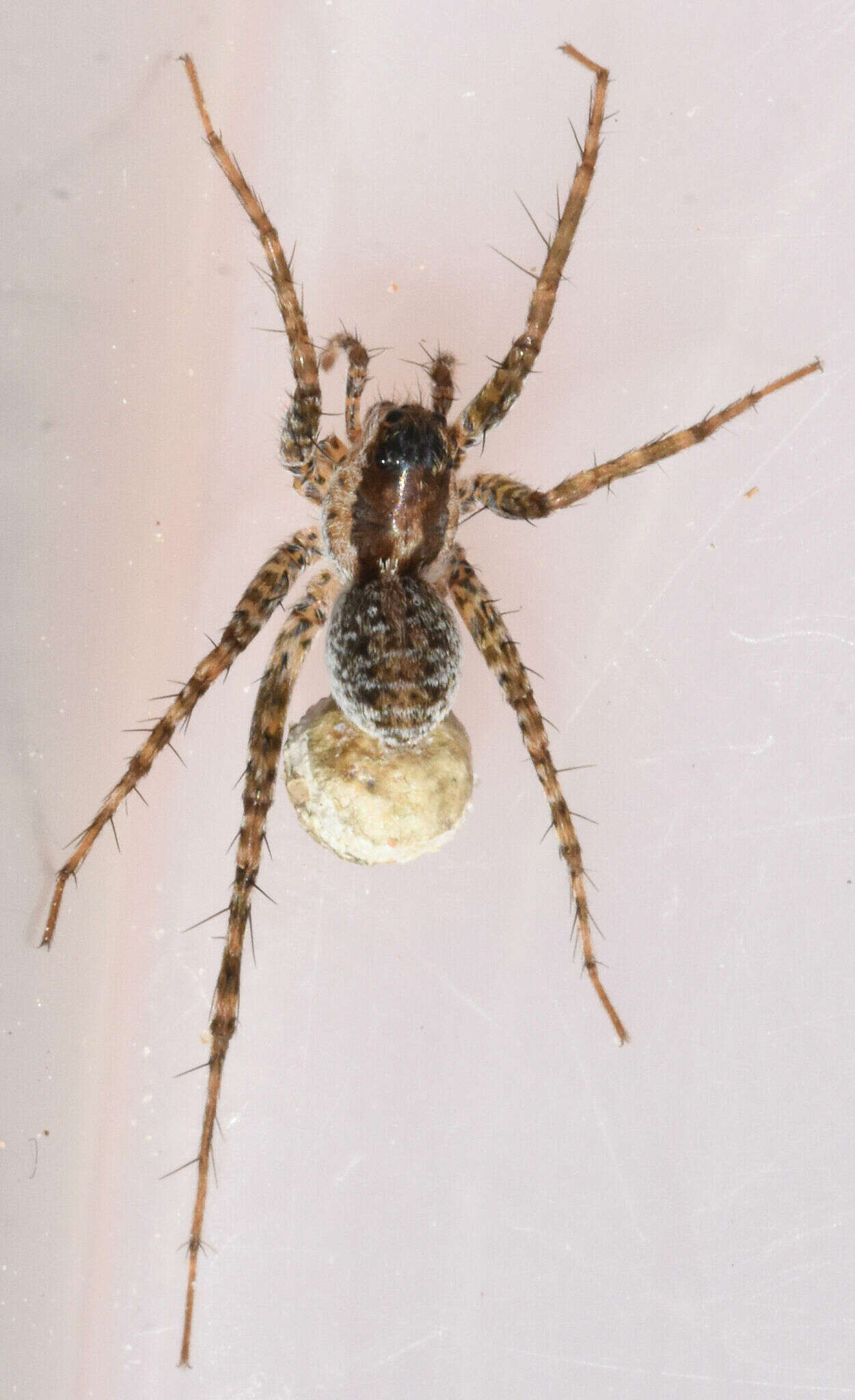 Image of Pardosa pauxilla Montgomery 1904