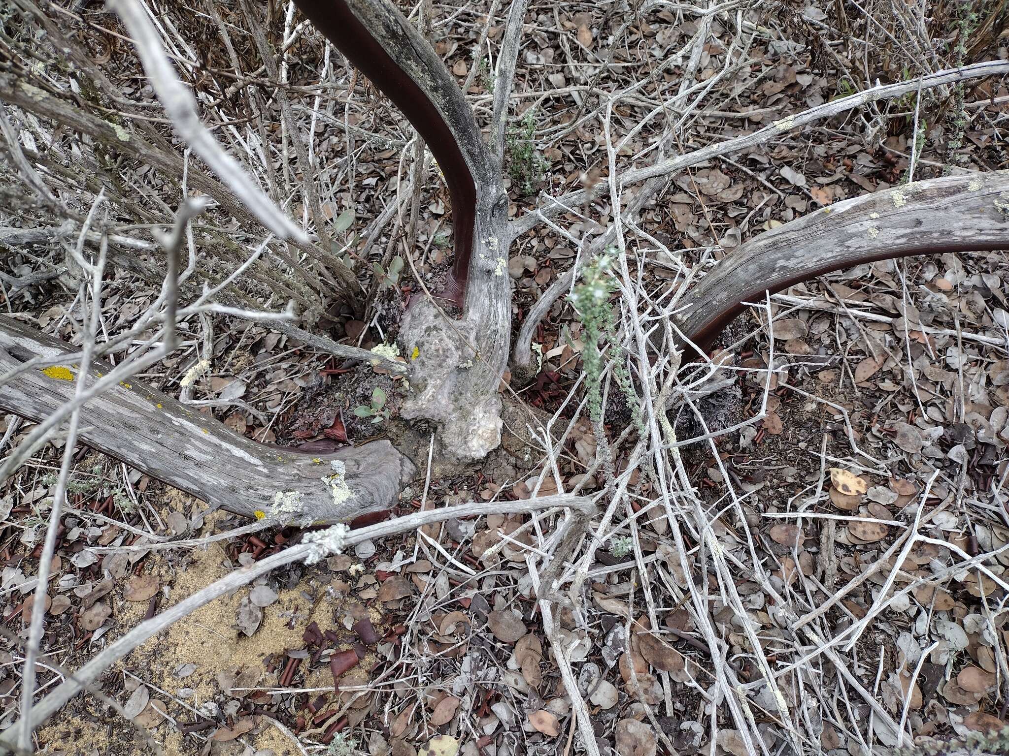 Image of Del Mar manzanita