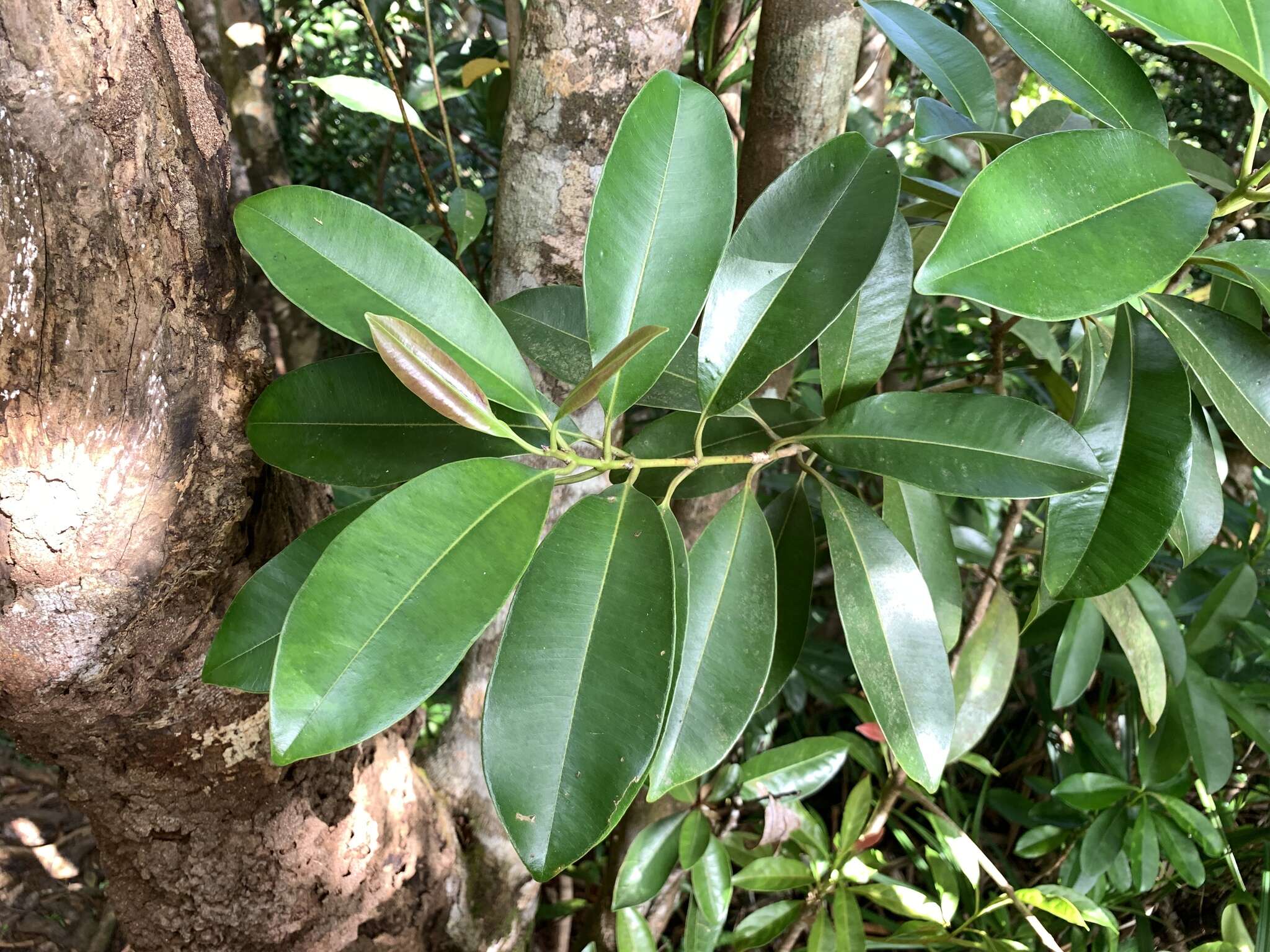 Image of Syzygium densinervium var. insulare Chang