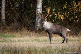 Imagem de Rangifer tarandus fennicus Lönnberg 1909