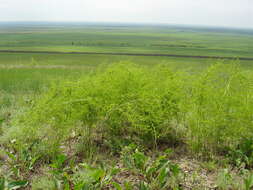 Image of Asparagus verticillatus L.