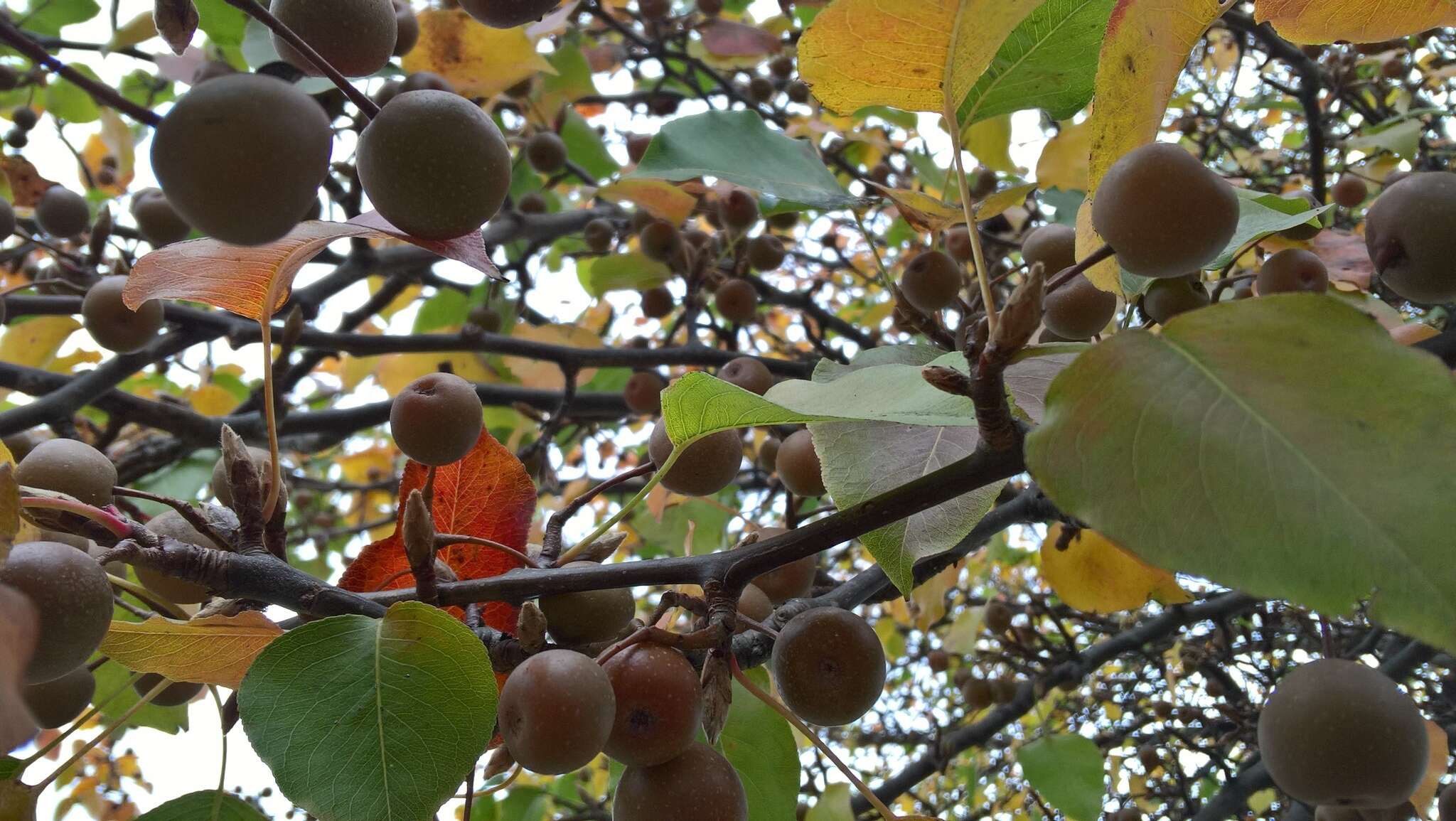 Image of Chinese pear