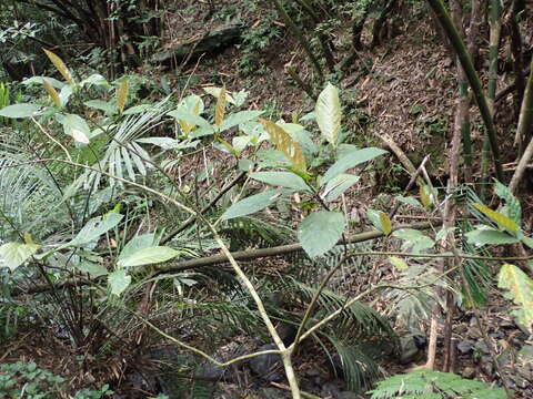 Ficus benguetensis Merr.的圖片