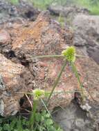 Image of Cyperus austroafricanus C. Archer & Goetgh.