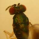 Chrysocharis gemma (Walker 1839)的圖片