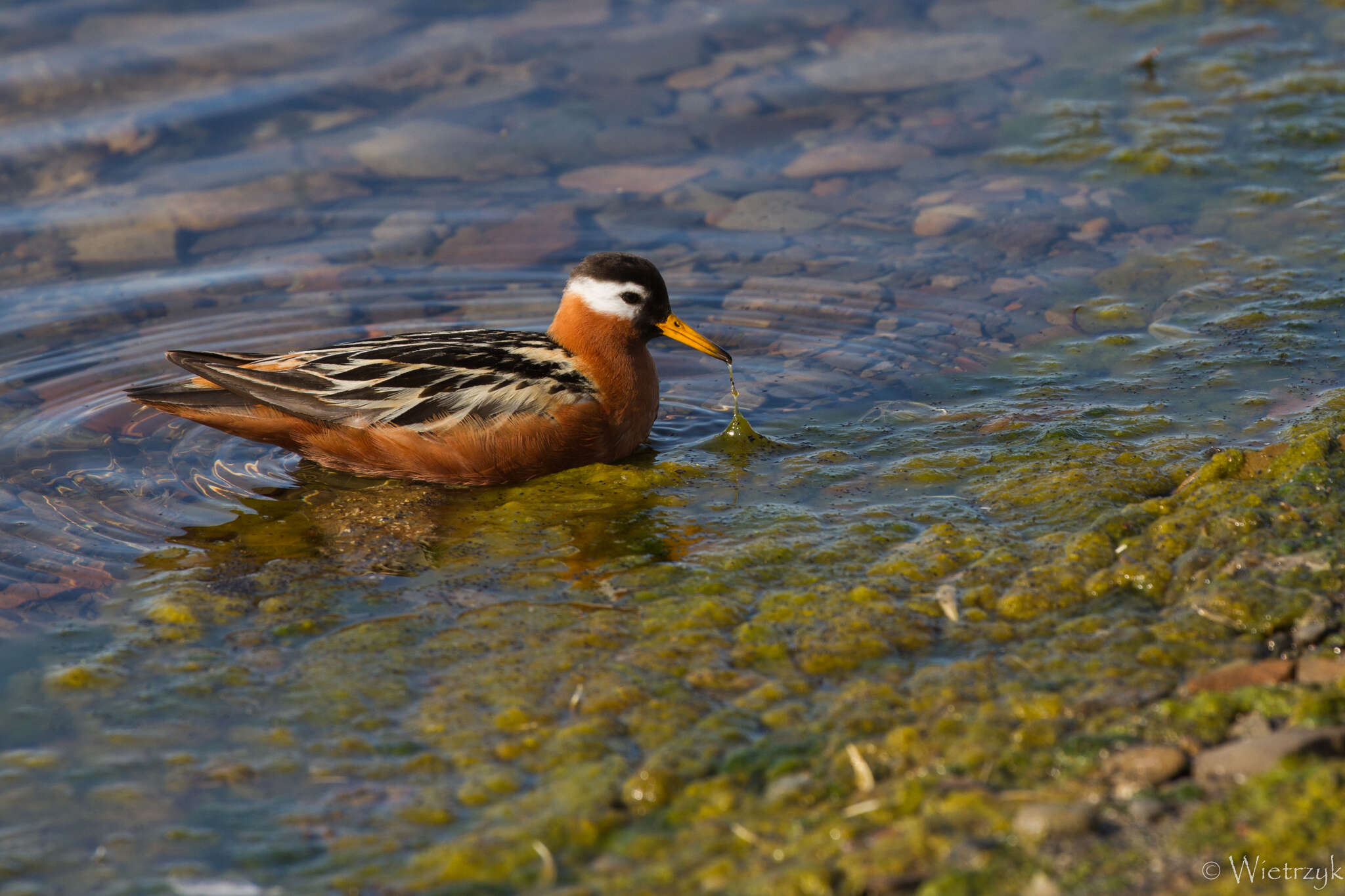 Image of Grey (Red) Phalarope