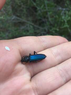 Image of Long-horned beetle