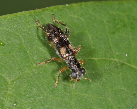 Image of Phyllobaenus pallipennis (Say 1825)