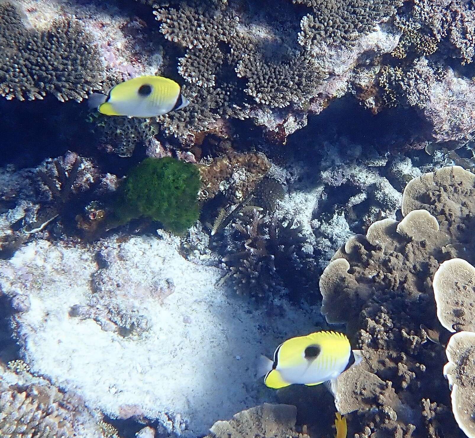 Image of Limespot Butterflyfish