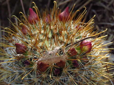 Image of Mammillaria rekoi (Britton & Rose) Vaupel