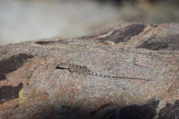 Image of Banded Rock Lizard