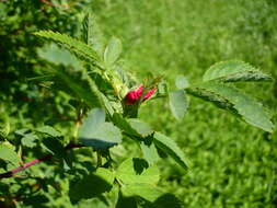 Image of Rosa glabrifolia C. A. Mey. ex Rupr.