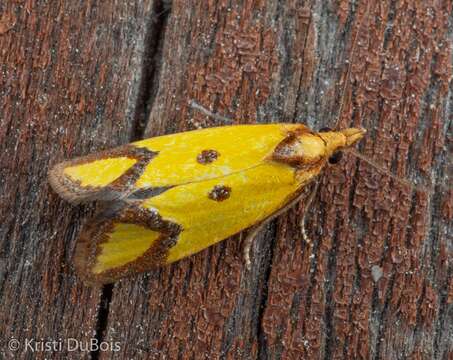 Image of Sulfur knapweed root moth