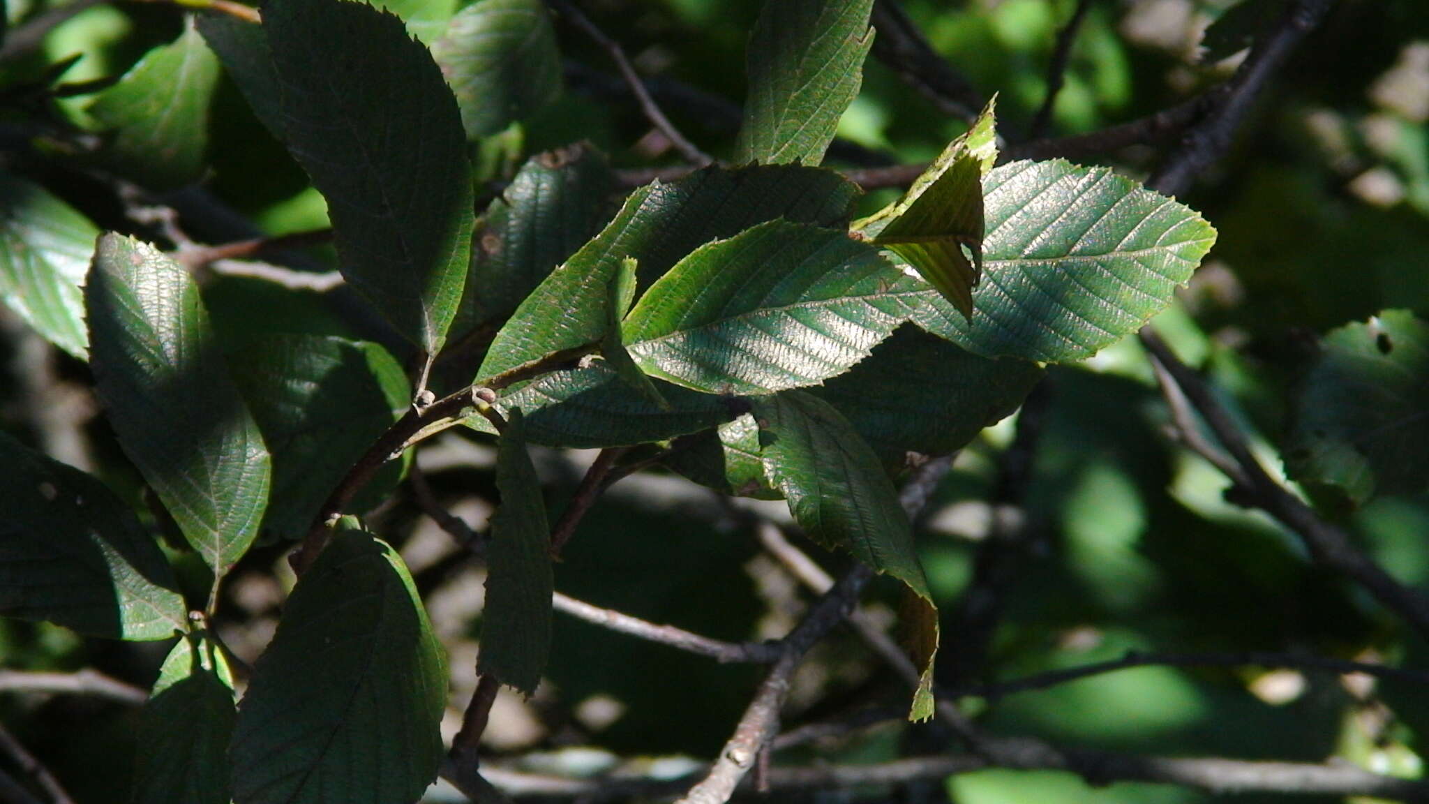 Imagem de Alnus jorullensis Kunth