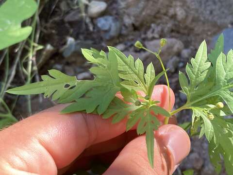 Imagem de Coreocarpus parthenioides Benth.