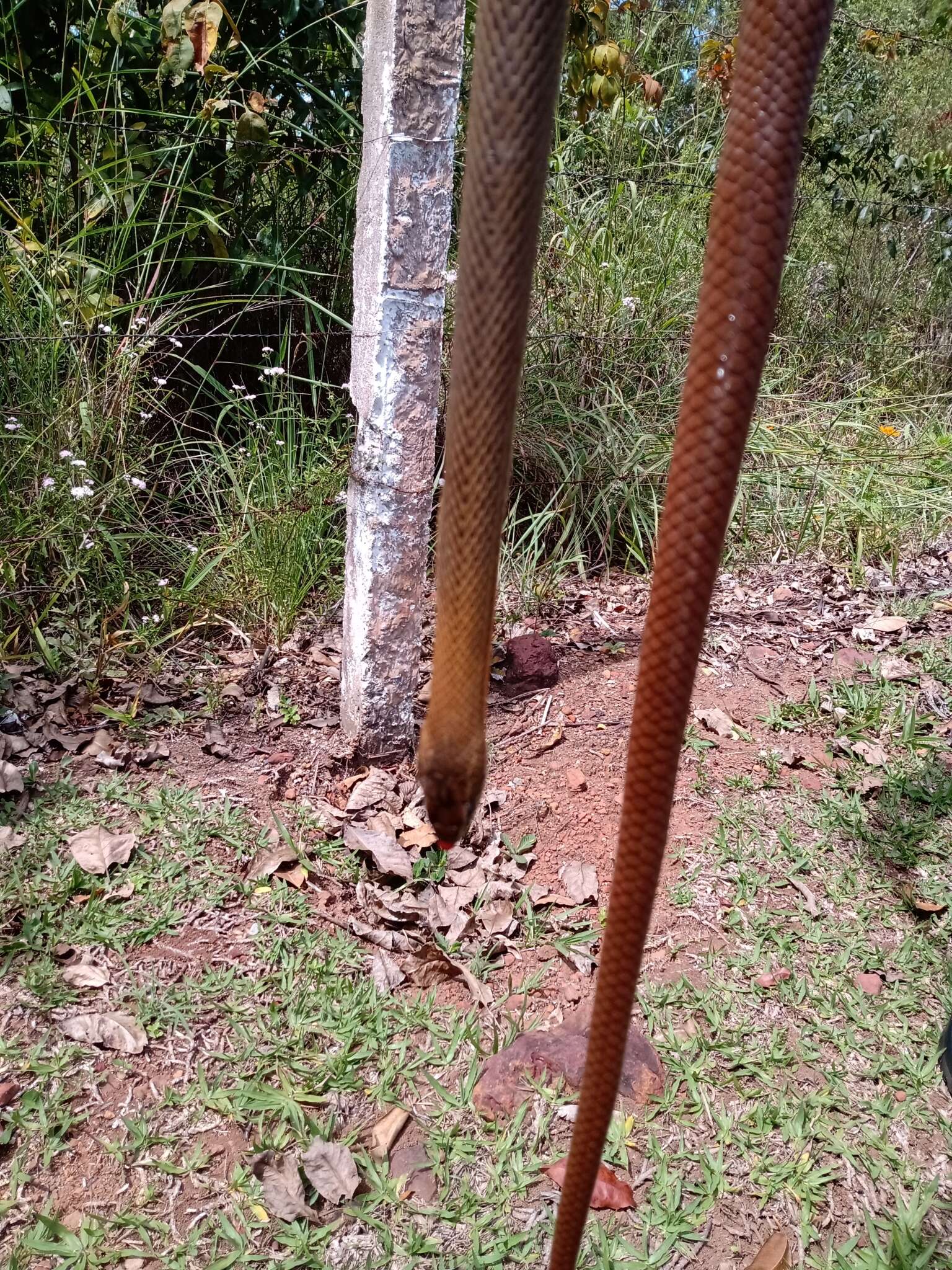 Image of Paraguay Green Racer