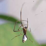 Image of Dewdrop Spiders