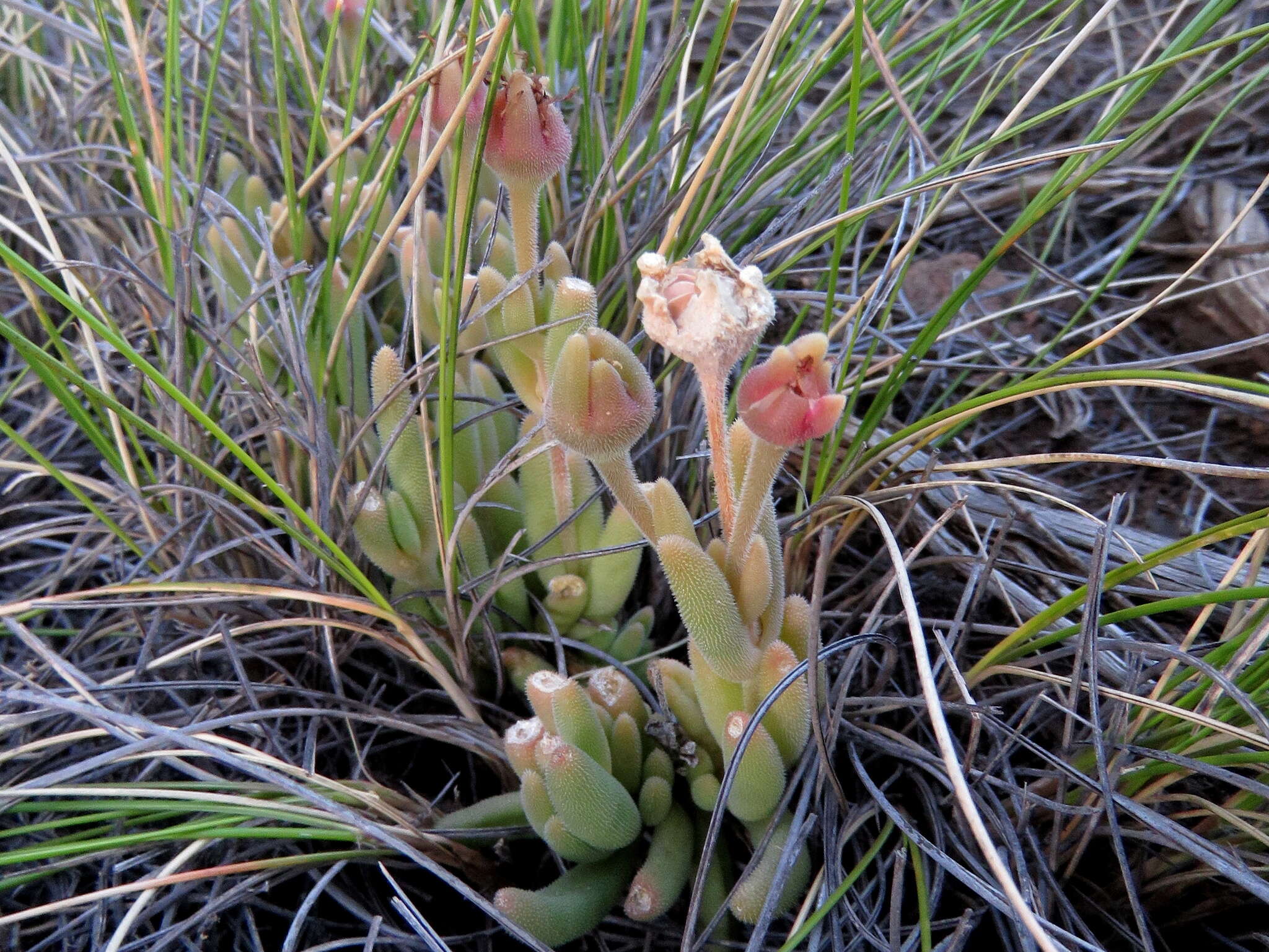 Image of Delosperma lootsbergense Lavis