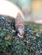 Image of two-toothed door snail