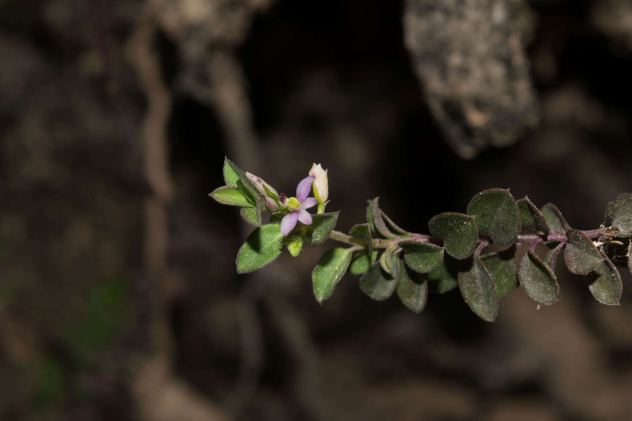 Image of Rhinotropis parryi (A. W. Benn.) J. R. Abbott