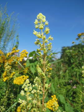 Слика од Reseda lutea L.