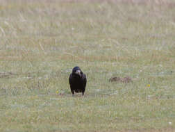 Слика од Corvus frugilegus pastinator Gould 1845