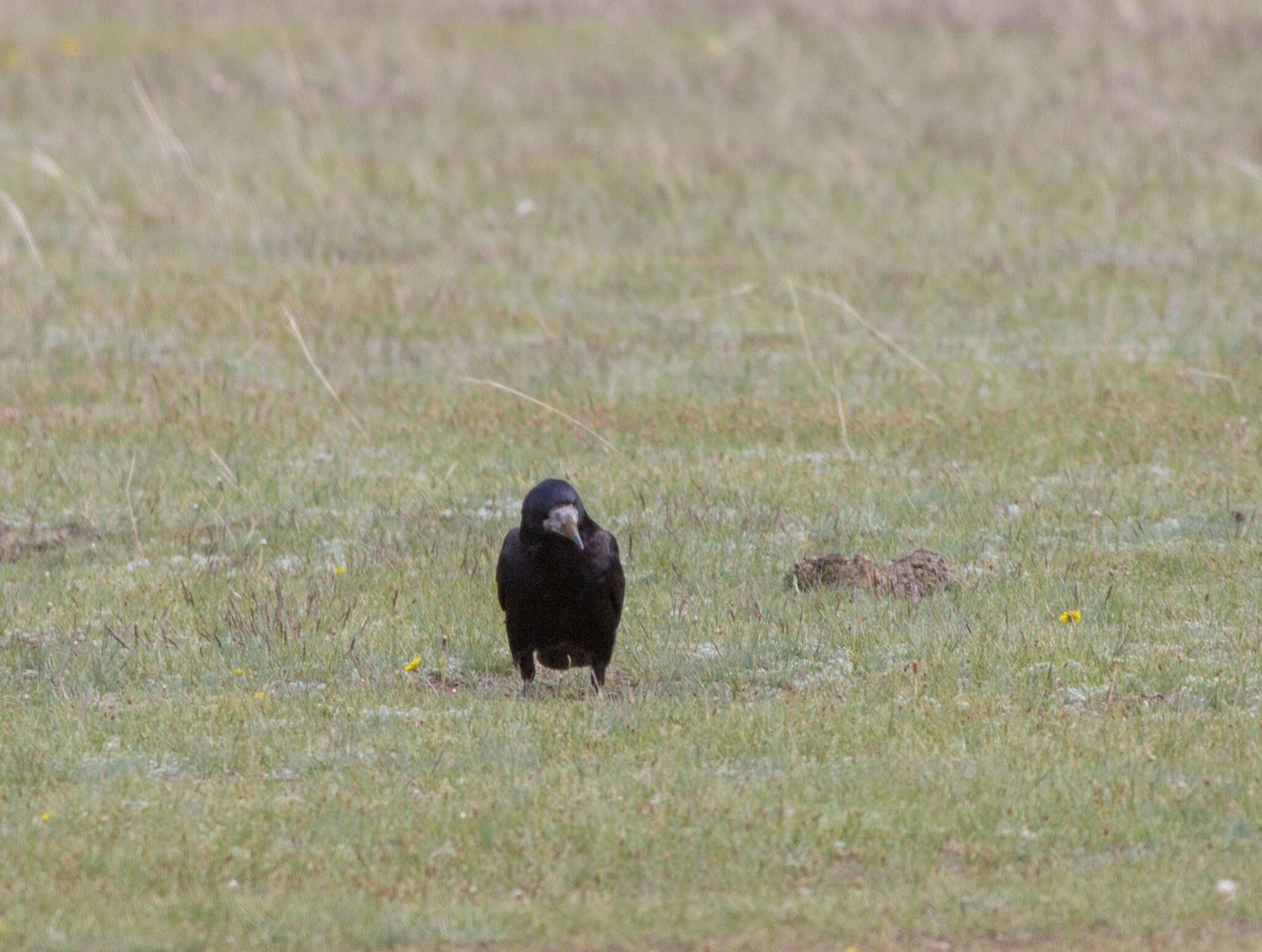 Слика од Corvus frugilegus pastinator Gould 1845