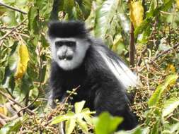 Plancia ëd Colobus guereza matschiei Neumann 1899