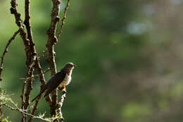 Image of Red-chested Cuckoo