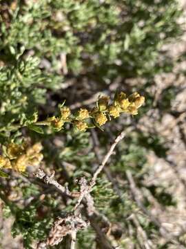 Image of timberline sagebrush