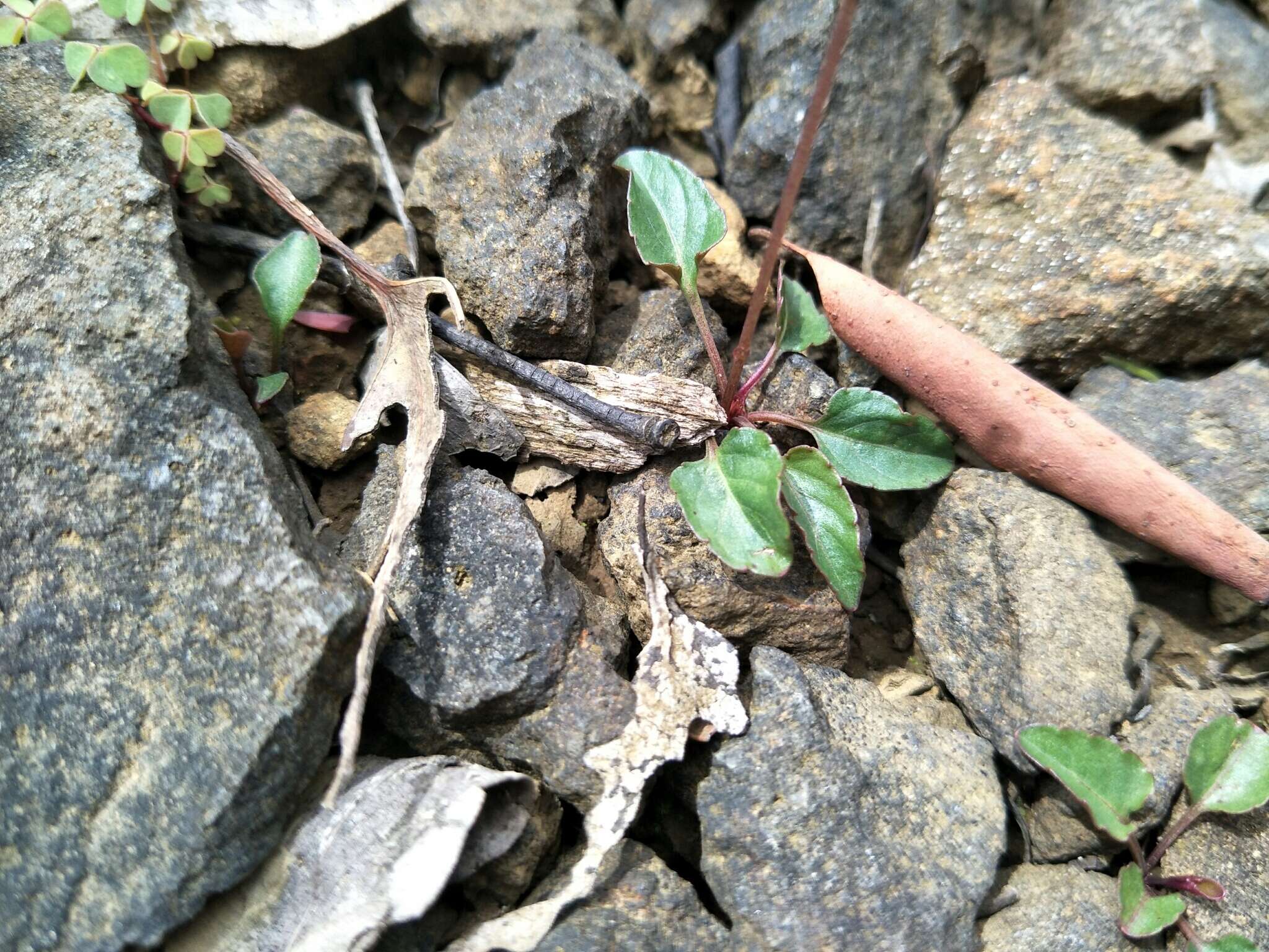 Image of Viola betonicifolia subsp. betonicifolia