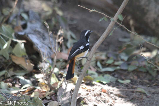 Image of White-throated Robin