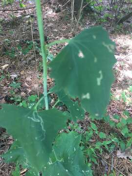 Image of pale Indian plantain