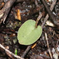 Image of Corybas rotundifolius (Hook. fil.) Rchb. fil.