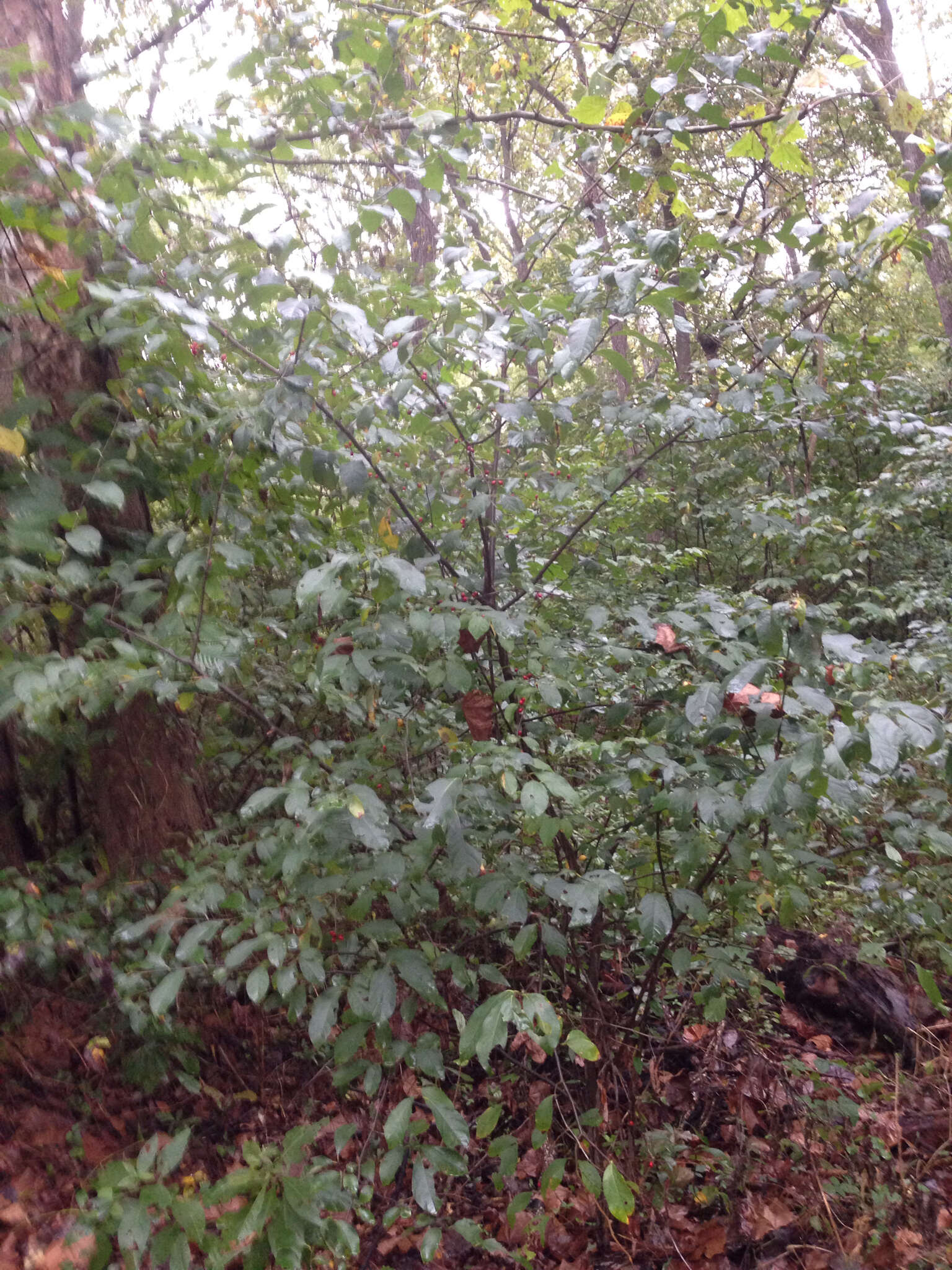 Image of northern spicebush