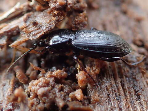 Image of Pterostichus (Bothriopterus) adstrictus Eschscholtz 1823