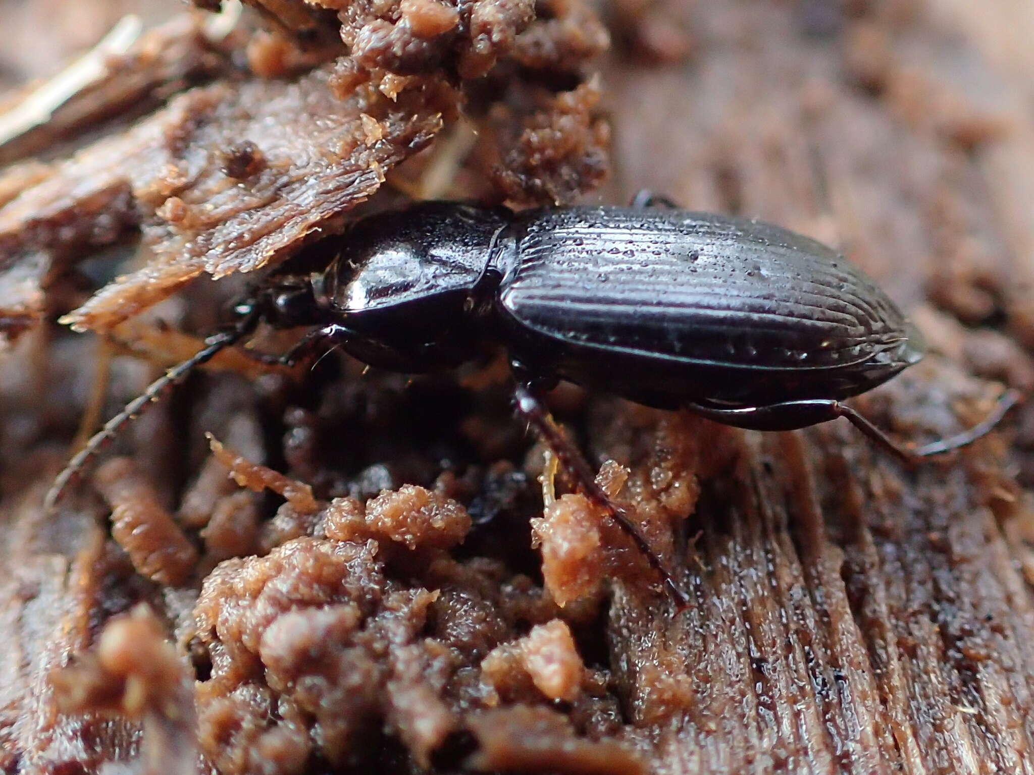 Image of Pterostichus (Bothriopterus) adstrictus Eschscholtz 1823