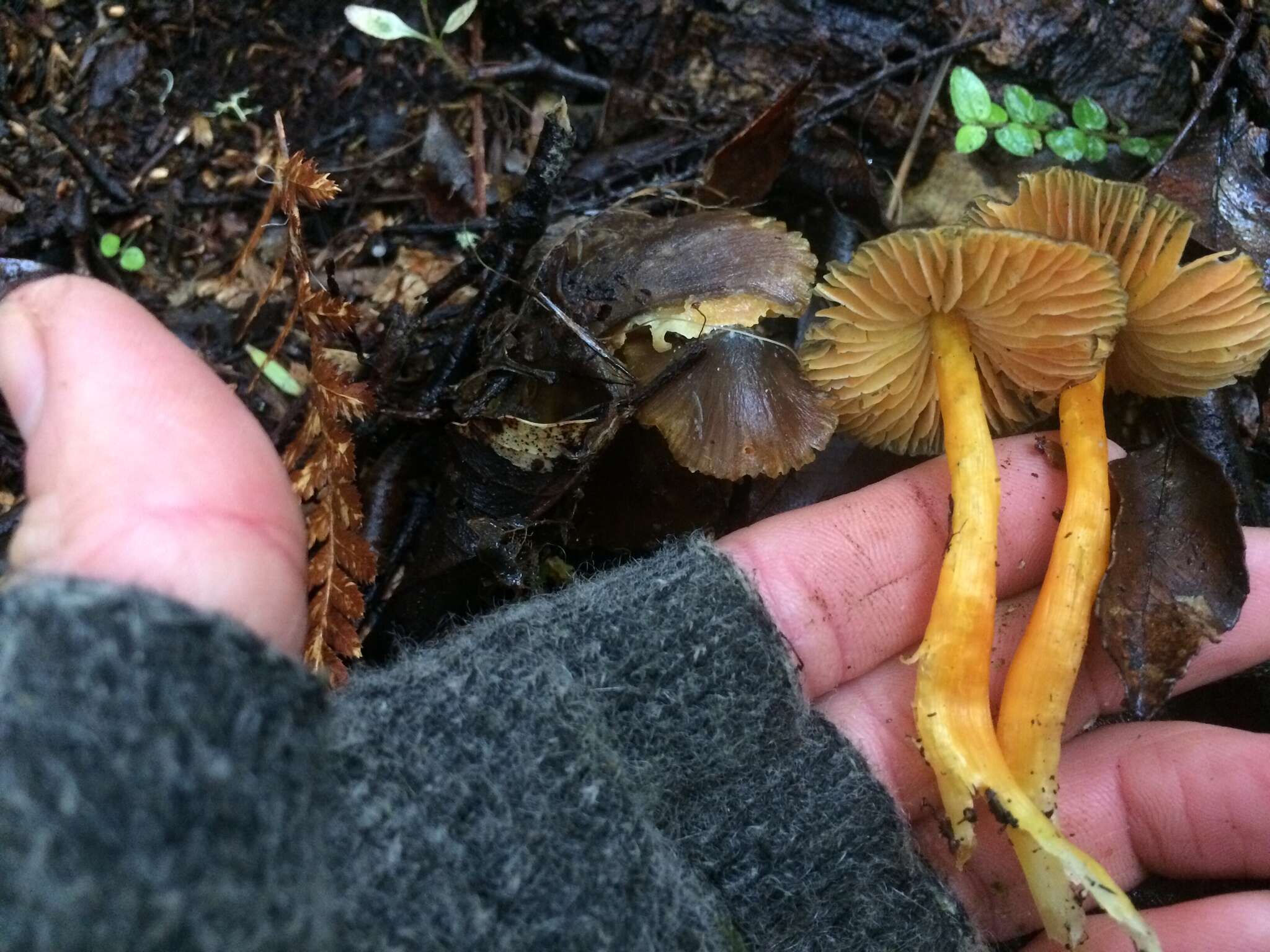 Imagem de Hygrocybe fuscoaurantiaca (G. Stev.) E. Horak 1971