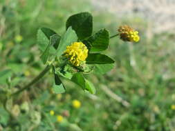 Image of black medick