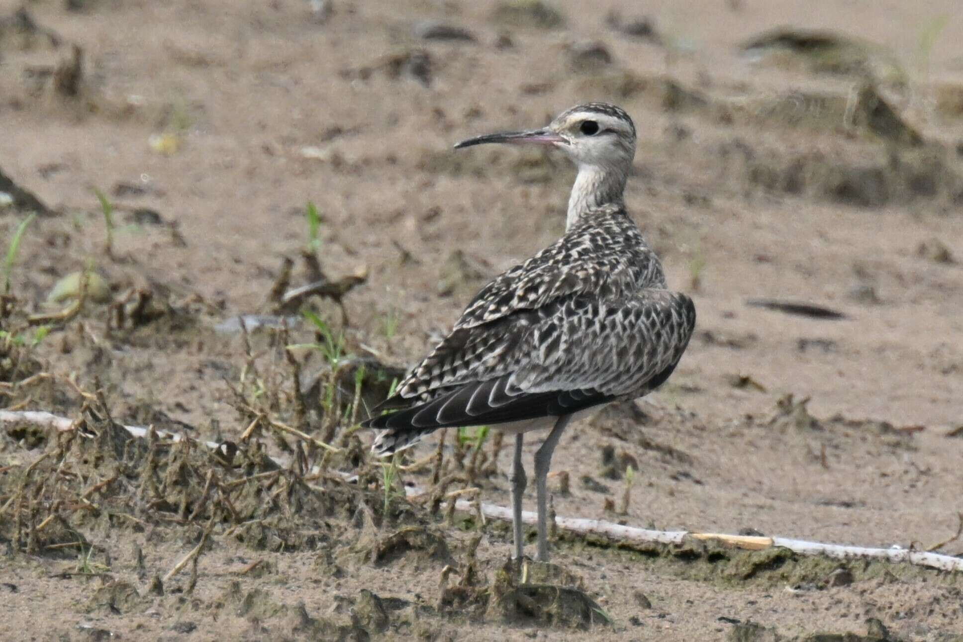 Image of Little Curlew